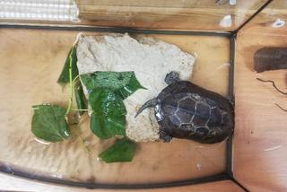 Żółw znaleziony przez mieszkańców jednego z bloków w Międzylesiu 