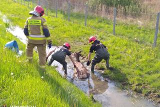 Strażacy z powiatu tarnobrzeskiego wyciągali dużą łanię z błotnistego rowu [GALERIA]