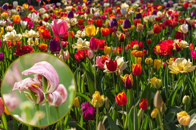 Tulipany po kwitnieniu