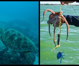 8 czerwca wypada Światowy Dzień Oceanów. Tu warto poruszyć ważny dla świata temat