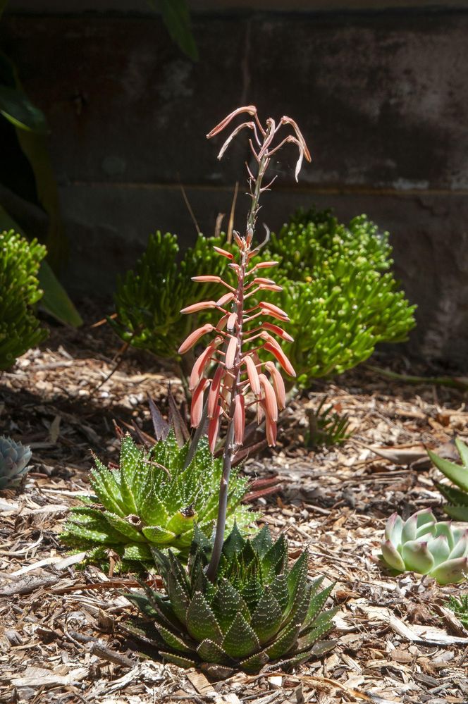 Aloes ościsty