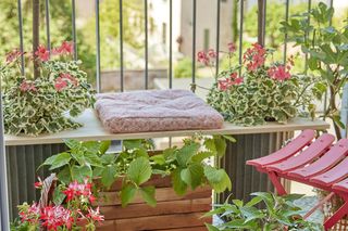 Pelargonia na balkonie