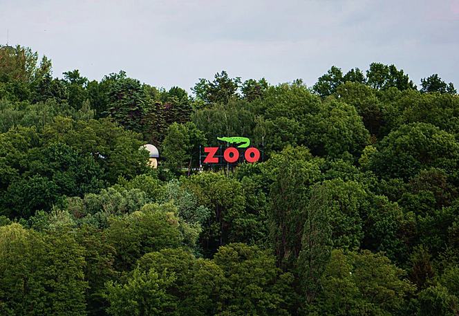 Płock niczym Hollywood. Na Wzgórze Tumskie powrócił napis ZOO