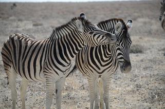 Walentynkowy weekend w łódzkim zoo! Część wydarzeń tylko dla dorosłych [SZCZEGÓŁY]