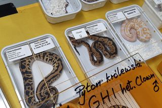 Animals Live TARNÓW