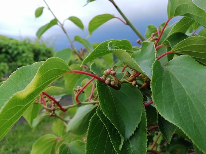 Wyjątkowe owoce rosną pod Bydgoszczą. Wiadomo już, że mini kiwi mają 20 składników odżywczych, a naukowcy nie skończyli liczyć