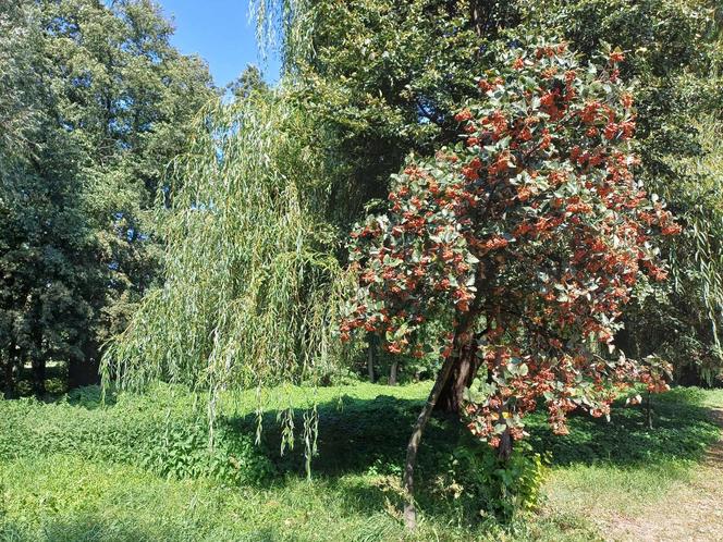 Ostrzeszów w barwach późnego lata [GALERIA]