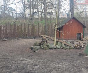 Małe kangurzątka urodziły się w Ogrodzie Zoobotanicznym w Toruniu