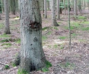 Góry Wierzejska pod Kielcami będzie nowym rezerwatem