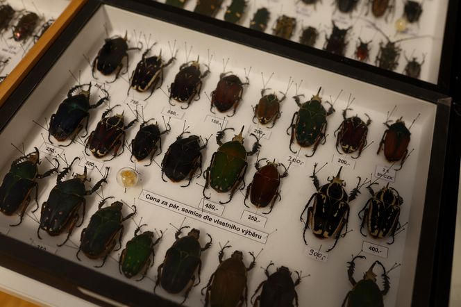 I Międzynarodowy Dzień Wymiany Owadów i Targi Entomologiczne w Bytomiu