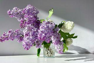 Dolej do wazonu z ciętym bzem. W końcu postoi dłużej niż kilka dni. Świetna odżywka, która przedłuży trwałość kwiatów bzu