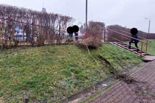 Kierowca wypadł z drogi i uderzył w budynek na Osowej Górze. Trafił do szpitala [ZDJĘCIA]