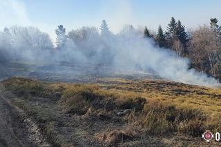 Strażacy uratowali las przed płomieniami. Pożar wybuchł tuż obok drzew! [ZDJĘCIA]