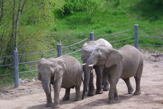 Upały w poznańskim ZOO. Sprawdź, jak radzą sobie zwierzęta