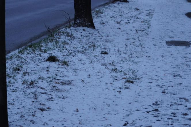 Śnieg spadł w Poznaniu