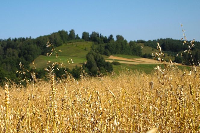 Marzy Ci się domek na odludnej urokliwej działce? Lepiej złóż wniosek o warunki zabudowy, zanim gmina uchwali plan ogólny