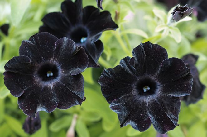 Petunia "Black Velvet"
