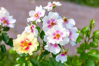 Róża 'Eye of the Tiger®'