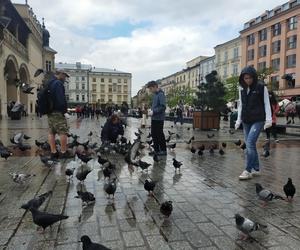 Krakowianie ratują gołębie - za nami Akcja Sznurek
