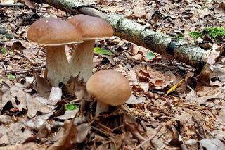 Sezon na grzyby już trwa. „To jeden z najwcześniejszych wysypów w historii” 