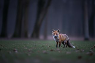 Wścieklizna blisko Tarnowa. Jakie zagrożenie niesie niepozorny lis?
