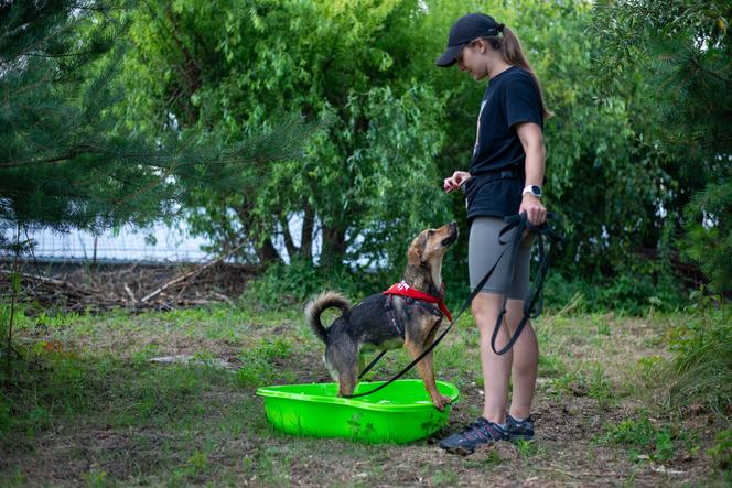 Wybieg dla psów w schronisku dla bezdomnych zwierząt w Zamościu