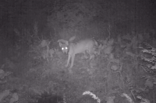 Wilki w Beskidzie Żywieckim