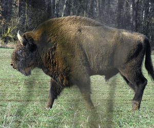 Żubr zaatakował turystkę w Białowieży! Kobieta trafiła do szpitala