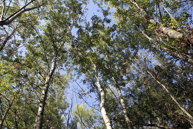 Zniknie około 500 metrów sześciennych drzew. Konieczna wycinka w Lesie Kabackim