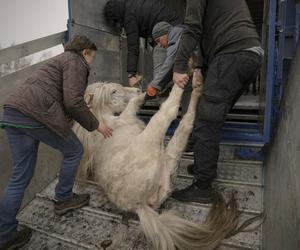  Wojska Putina specjalnie zbombardowały zoo! Zginęły setki zwierząt