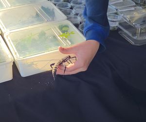 Węże, pająki i dreszczyk emocji w Bydgoszczy! Dragon Expo zachwyciło odwiedzających