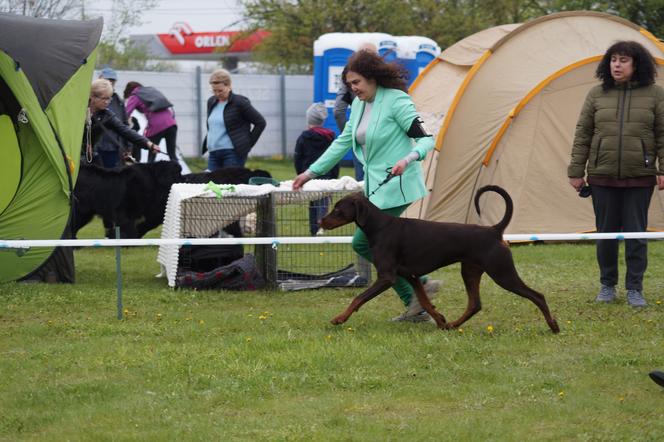 V Międzynarodowa Wystawa Psów Rasowych w Bydgoszczy [ZDJĘCIA]