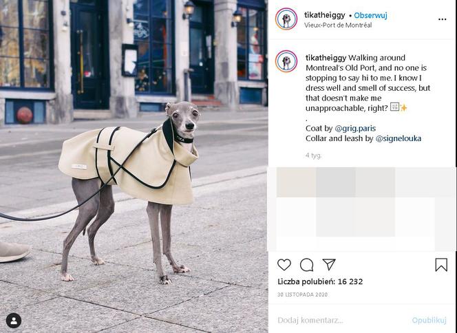 Najmodniejszy pies świata! Te psie kreacje szokują