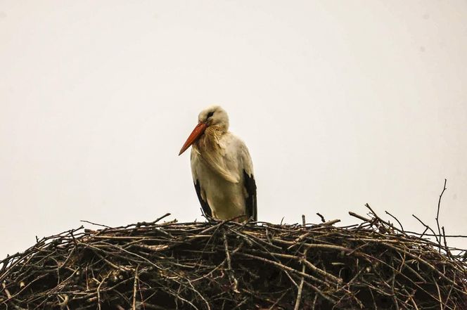 Koniec bocianich wakacji! Ornek pędził do Polski, aby uwić gniazdko dla ukochanej