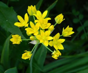 Czosnek południowy = złocisty - Allium moly