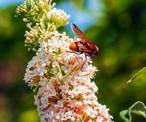 Budleja Dawida (Buddleja davidii) 