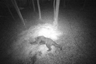 W Puszczy Knyszyńskiej pojawił się niedźwiedź. Ludzie się boją