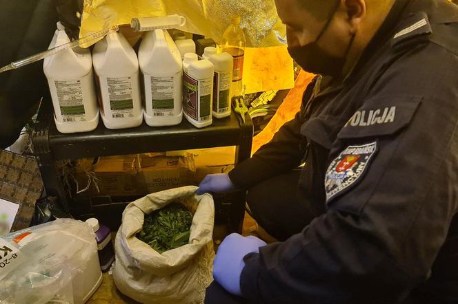 Gdańsk: 32-latek miał w piwnicy plantację marihuany