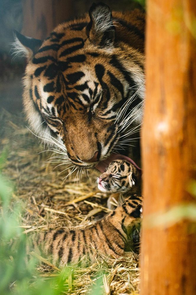 Cztery tygrysy sumatrzańskie z wrocławskiego zoo otrzymały imiona