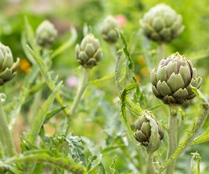 Zimowanie karczochów w ogrodzie [Porada eksperta]