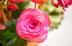 Begonia bulwiasta