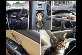 Światowy Dzień Kota 2022. Zobacz najśmieszniejsze obrazki i MEMY z kotami! 