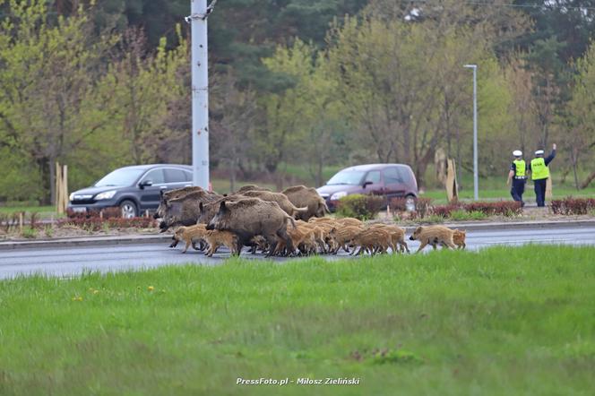 Myśliwi chcą zwrócić je naturze, ale one zadomowiły się w Toruniu. Czy wataha dzików wróci do lasu?