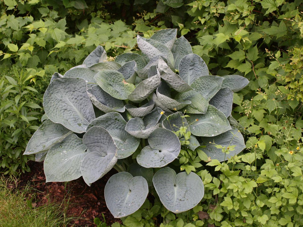 Funkia Albiqua 'Drinking Gourd' - Hosta Albiqua 'Drinking Gourd'