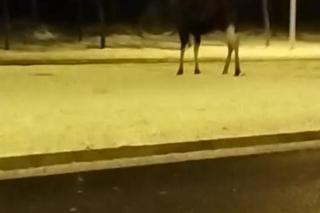 Łosie w środku Białegostoku. Biegały przy Auchan. Doszło do zderzenia