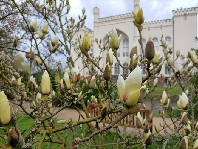 Magnolia zakwitła szybciej niż zwykle! Przyrodnicy wskazują jeden powód