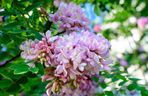 Robinia Małgorzaty CASQUE ROUGE 'Pink Cascade'