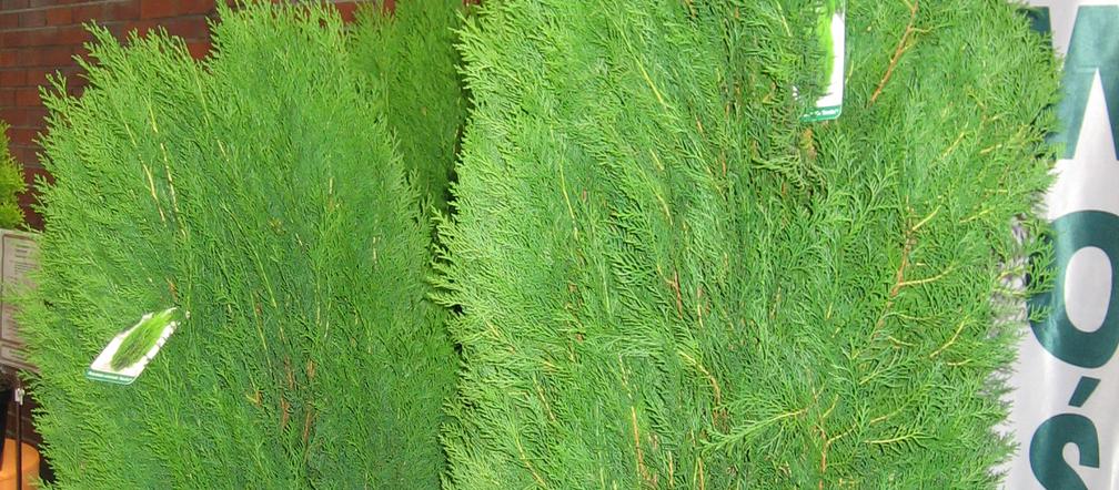 Biota wschodnia 'Smolin'