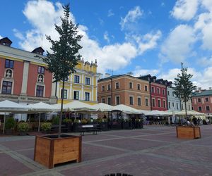 Lipy na Rynku Wielkim