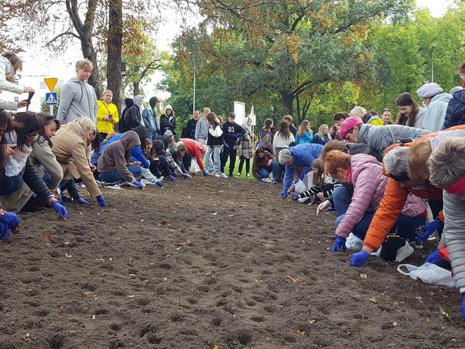 Nie tylko żonkile. Tysiące cebulek kwiatowych posadzono dziś na Polu Nadziei w Lesznie